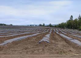 Mufakose Farm